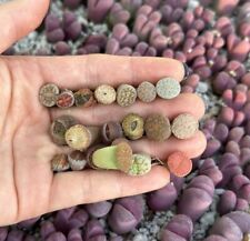 100 lithops seedlings for sale  Chantilly