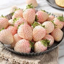 100 white strawberry for sale  El Monte
