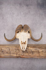 Musk skull sku for sale  Wrightstown