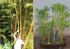 Pflanzen gold bambus gebraucht kaufen  Kaiserslautern