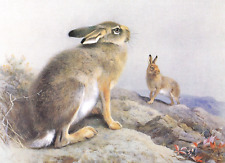 Mountain hares. vintage for sale  NELSON