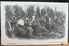 hop picking for sale  NEWTON ABBOT
