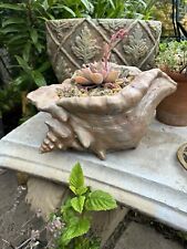 Plant pot shell for sale  DUNSTABLE
