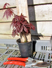 japanese maple for sale  FOWEY