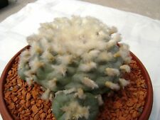 Fresh seeds cactus for sale  Shipping to Ireland