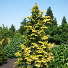 Hinoki finto cipresso usato  Spedire a Italy