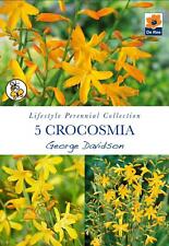 crocosmia for sale  UK
