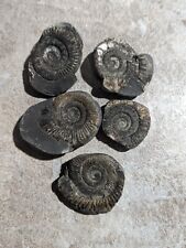 Jurassic ammonite fossils for sale  YORK