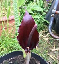 Sauromatum giganteum giant for sale  BECCLES