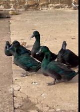 Cayuga duck hatching for sale  BANBURY