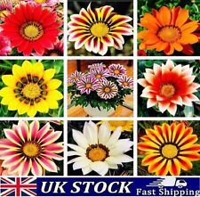Gazania flower seeds for sale  Shipping to Ireland