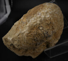 Fossile nautile 113 d'occasion  Marcq-en-Barœul