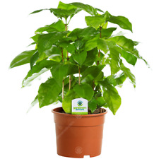 Coffee arabica plant for sale  UK