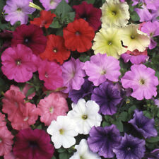 Petunia grandiflora frenzy for sale  PETERBOROUGH