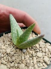 Aloe dhufarensis pot for sale  Carlsbad