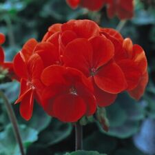 Geranium best red for sale  IPSWICH