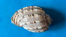 SEASHELL HARPA MAJOR F+++ 63.2 MM for sale  Shipping to South Africa