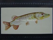 Pike sport fish for sale  UK