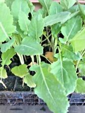 Tenderstem broccoli plugs for sale  CAMBORNE