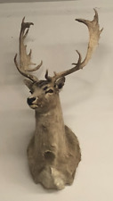Fallow deer shoulder for sale  Voorheesville