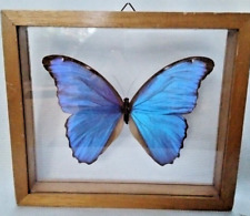 Taxidermy framed iridescent for sale  Toms River