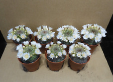 Mammillaria zeilmanniana form gebraucht kaufen  Potsdam-Umland