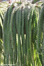 Selenicereus validus cactus d'occasion  Expédié en France