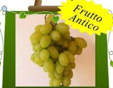Pianta uva viti usato  Termoli
