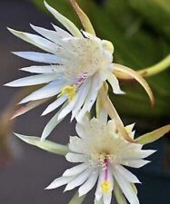 Epiphyllum orchid white for sale  Jacksonville