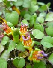 Fuchsien procumbens jungpflanz gebraucht kaufen  Naila