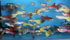 Family fancy guppies for sale  Palm Bay