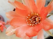 Chamaecereus hybrid arancio usato  Cupra Marittima