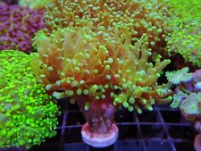 Gold frogspawn coral for sale  CLACTON-ON-SEA