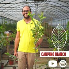Carpino bianco carpinus usato  Reggio Emilia