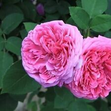 Perennial Damask Rose Bush Flower Seeds With Pink Fragrant Double Petals Roses for sale  Shipping to South Africa