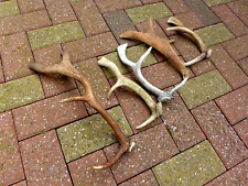 Pieces fallow deer for sale  WALLASEY
