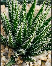 Aloe haworthioides haworthia for sale  Carlsbad