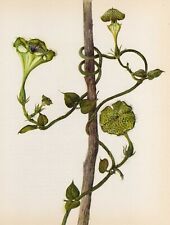 Vintage botanical print for sale  Mount Tabor
