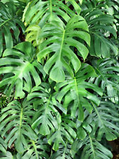 Organic split leaf for sale  Massillon
