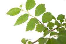 Ulmus carpinifolia feldulme gebraucht kaufen  Eslohe