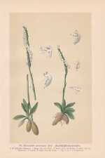 Spiranthes Spiralis - Herbst-Drehwurz Lithography From 1894 Orchids for sale  Shipping to South Africa