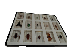 Insects bugs resin for sale  RUGBY