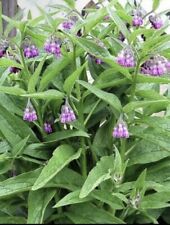 Comfrey roots organic for sale  PETERBOROUGH
