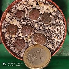 Lithops pseudotruncanella lebe gebraucht kaufen  Goch