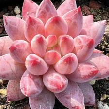 Echeveria goldfish live for sale  Fallbrook