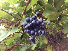 Grape vine seeds for sale  RUGBY