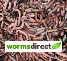 Tiger worms compost for sale  IPSWICH