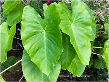 Colocasia maui gold d'occasion  Arzacq-Arraziguet