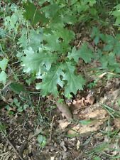 Count oak trees for sale  Shawnee