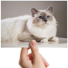 Birman cat blue for sale  SELBY